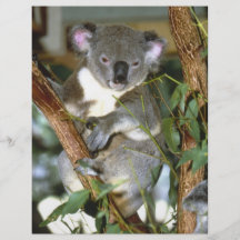 koala2 tract customisé