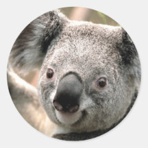 Koala Adhésif