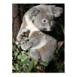 Koala australien carte postale