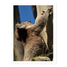 Koala australien cartes postales