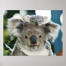 Koala et affiche de CUB