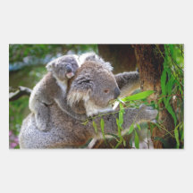 Koala mignons autocollant en rectangle