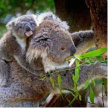 Koala mignons découpages en acrylique