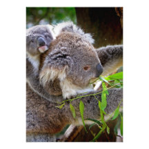 Koala mignons faire-part