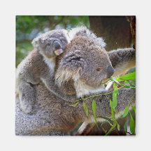 Koala mignons magnets pour réfrigérateur