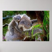 Koala mignons poster