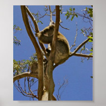 Koala Affiche