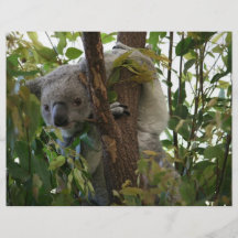 Koala Prospectus Personnalisés