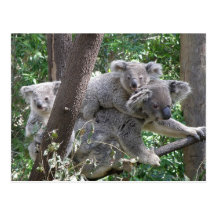 Koala QLD Australie de carte postale
