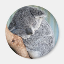 Koala somnolent magnets pour réfrigérateur