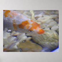KOI AFFICHE