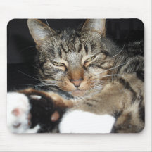 koolkat tapis de souris