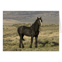 La carte de voeux noire de cheval sauvage d'étalon