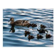 La carte postale de vilain petit canard