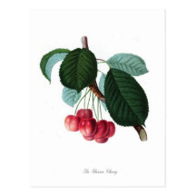 La cerise de Florence Carte Postale