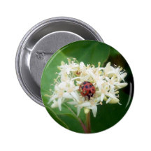 La coccinelle en fleurs blanches badges avec agrafe