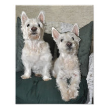 La copie 11x14 de deux Westie Art Photographique