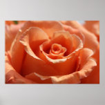 La coupe d'orange s'est levée sur la toile, copie  posters