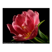 La double tulipe fleurit carte postale de fleur de