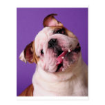 La douceur est un bouledogue carte postale