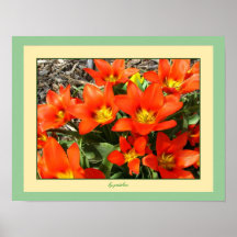La fleur de tulipes de mandarine éclatant l'affich posters