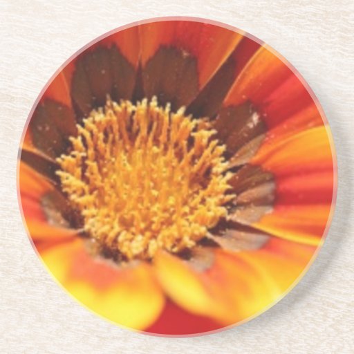 La fleur de Zinnia boit le caboteur Dessous De Verre