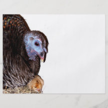 La Floride femelle Turquie sauvage avec le poussin Tract