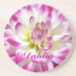 La framboise 4 a affilé le dahlia dessous de verre