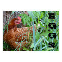La gamme libre EGGS le carte de visite de poulet