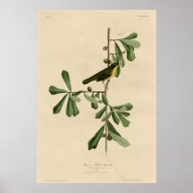La gorge jaune de Roscoe Affiches