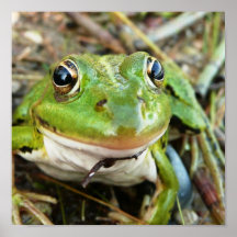 La grenouille observe l'affiche