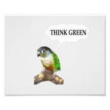 La joue verte Conure "pensent le vert. " Photographies