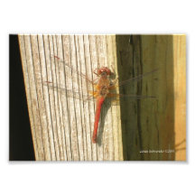 la libellule 5X7 il est fin rouge et haute Art Photographique