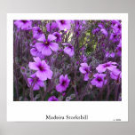 La Madère Storksbill Affiche
