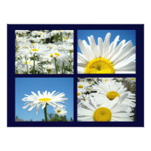 La marguerite de ciel bleu fleurit les marguerites photographes