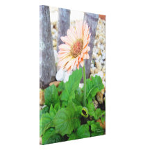 La marguerite rose de gerbera a étiré la copie de  toile tendue sur châssis
