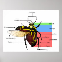 La morphologie d'un diagramme de scarabée de violo affiche