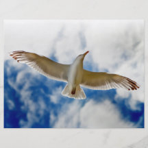 La mouette glissant en vol se ferment avec les cie prospectus en couleur