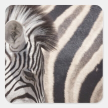 La Namibie, parc national d'Etosha. Détails de deu Autocollants