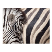 La Namibie, parc national d'Etosha. Détails de deu Cartes Postales
