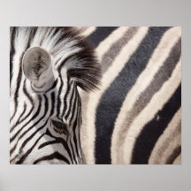 La Namibie, parc national d'Etosha. Détails de deu Poster