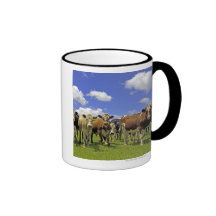 La Nouvelle Zélande, île du nord, Auckland Mug