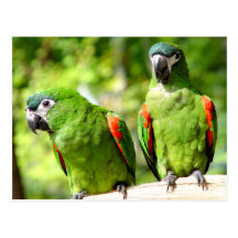 La paire de vert Parrots la carte postale