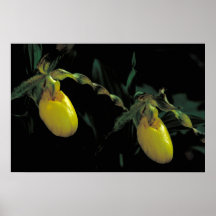 La pantoufle de dame jaune posters