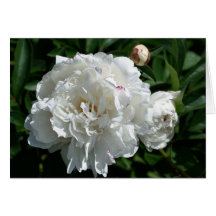 La pivoine met la carte en phase de photographie d
