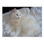 La plupart de carte postale magnifique de chat cartes postales