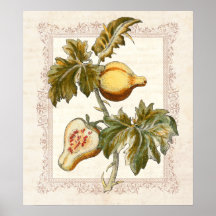 La poire a porté des fruits décor de cuisine de pa posters