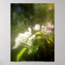 la pomme fleurit #2 affiche