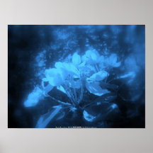 la pomme fleurit #3, teinte bleue posters