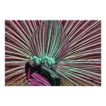 La queue du paon - plumes fabuleuses rose et vert photographies
